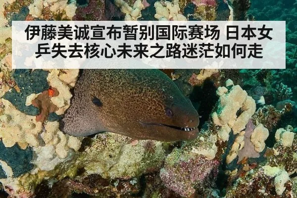 伊藤美诚宣布暂别国际赛场 日本女乒失去核心未来之路迷茫如何走